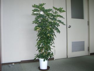 CIMG6885