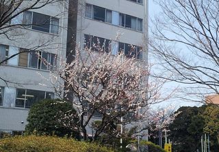 梅の花
