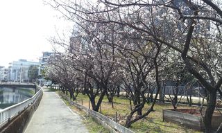 桜の花