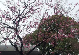 ソフトパークの梅