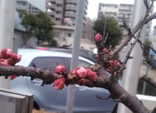 パークの梅