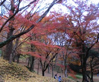 用作公園