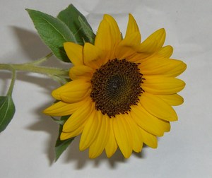 Cimg5357