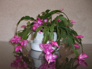 Cimg5752_2