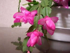 Cimg5755