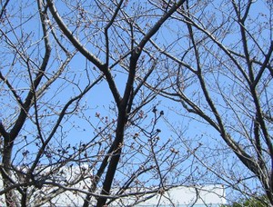 Cimg6110_3