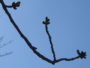 Cimg6112_3
