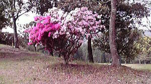 2010050510390001